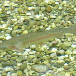 手に付いた魚の匂いを消す方法