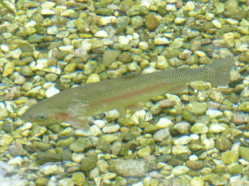 rainbow-trout-117482_1280